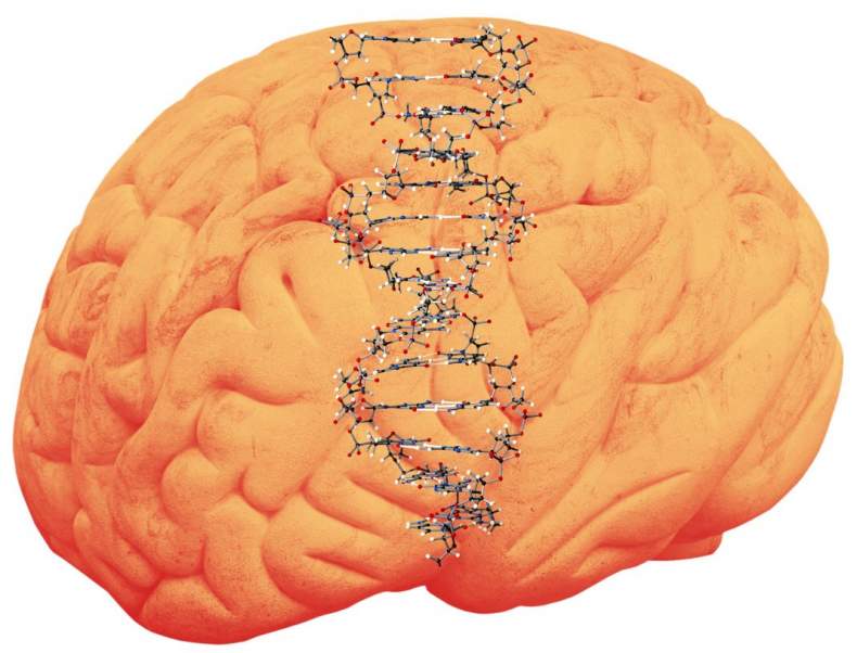 HumanBrainWithDNA1